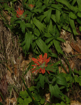 2008-04-28_10 Paintbrush Cropped TN.jpg - 48499 Bytes